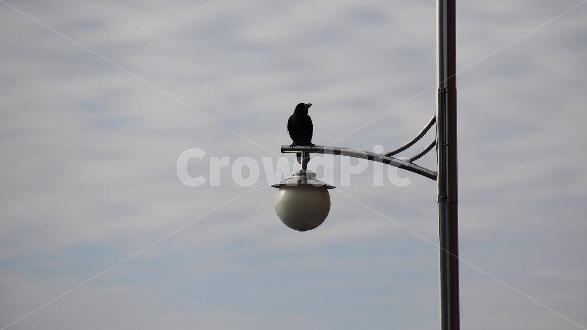 가로등,까마귀,새,carrioncrow,bird,동물,animal,조류,새,birds