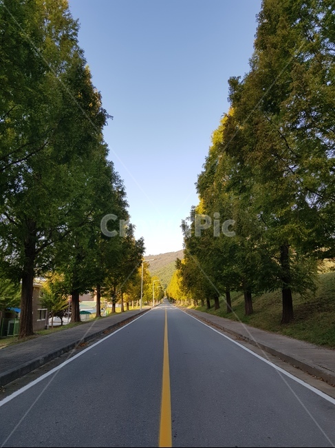 가로수길,가로수,배경,road,도로,freeway,자연,풍경,nature,landscape