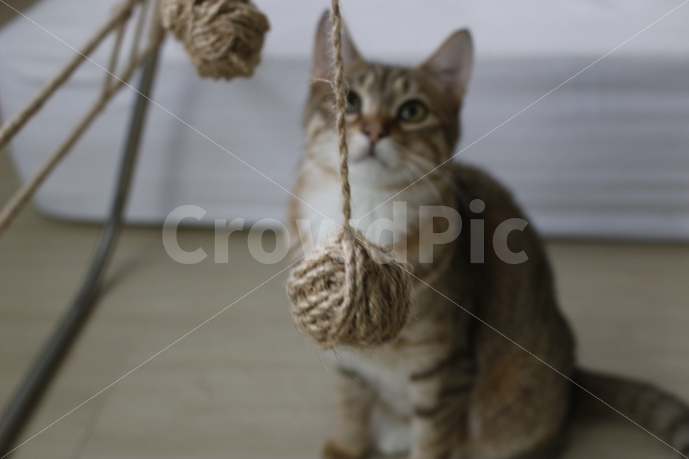 고양이,반려동물,유기묘,길냥이,애완동물,cat,pet,kitten,아기고양이,코숏,코리안숏헤어,동물,animal,동물,animal,고양이,cat,kitten,kitty,포유류,mammal