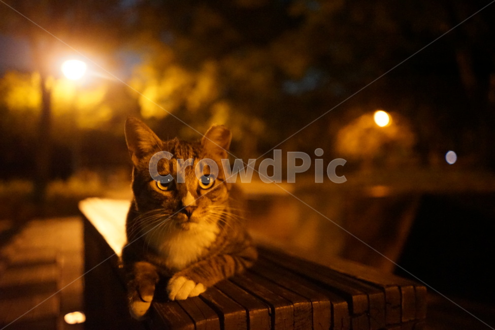 고양이,동물,포유류,cat,animal,동물,animal,포유류,mammal,고양이,cat,kitten,kitty