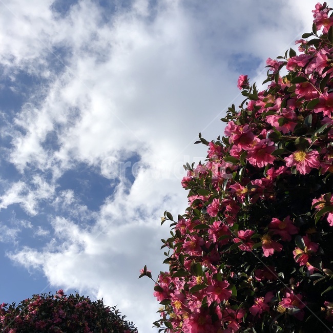 하늘,나무,꽃,풍경,식물,식물,자연,plants,nature,꽃,flower