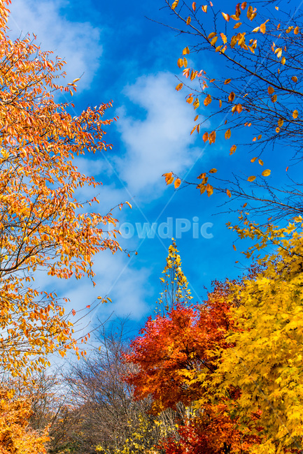 가을,낙엽,숲,구름,단풍,하늘,자연,풍경,가을,계절,fall,autumn,season,자연,풍경,nature,landscape,leaf,잎,plant,식물,tree,나무,maple