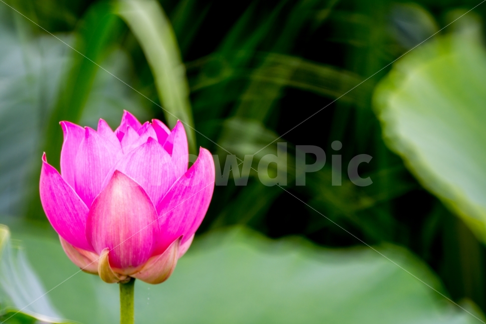 연꽃,식물,자연,풍경,스냅,식물,자연,plants,nature,꽃,flower