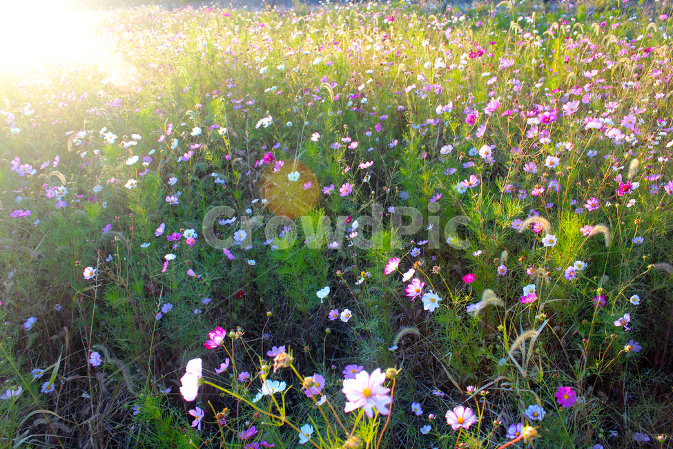 코스모스,가을,꽃,flower,cosmos,자연,가을꽃,노을빛,야생화,휴식,힐링,fall,autumn,nature,가을,계절,fall,autumn,season,식물,자연,plants,nature,꽃,flower