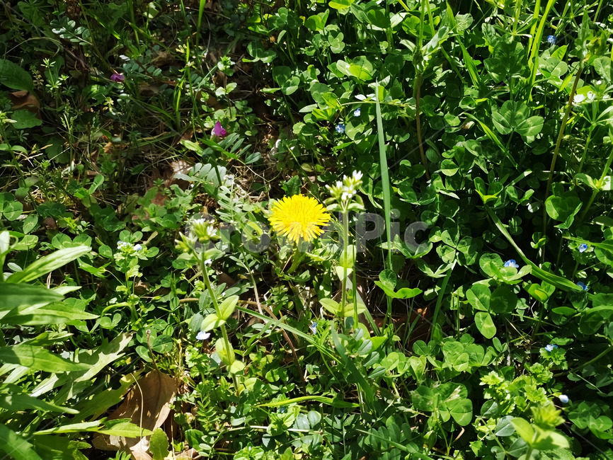 정원,숲,여름,꽃,민들레,노란색,초록색,잔디,풀,dandelion,gardeon,grass,wood,yellow,flower,green,color,contrast,blossom,식물,plant
