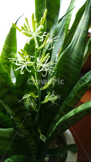 산세베리아꽃,산세베리아,공기정화식물,꽃,green,flower
