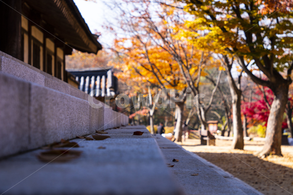 가을,쓸쓸,계단,노랑,나뭇잎,가을,계절,fall,autumn,season,자연,풍경,nature,landscape