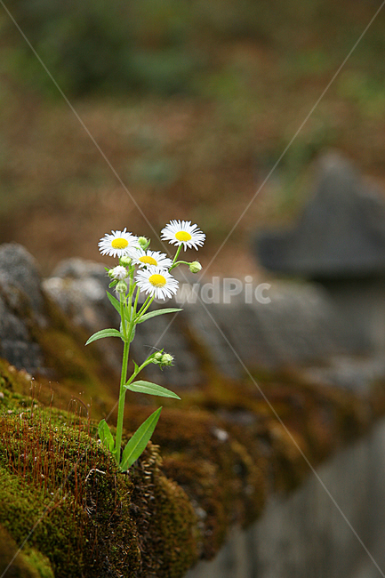 담양,담장,소국화,이끼,plant,식물,blossom,daisies,flower,꽃,daisy,데이지