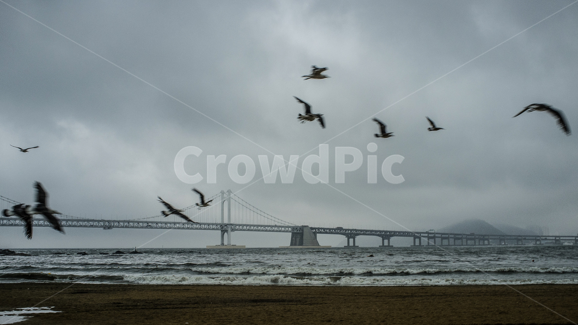 부산,광안리,광안대교,폭우,파도,갈매기,동물,animal,조류,새,birds