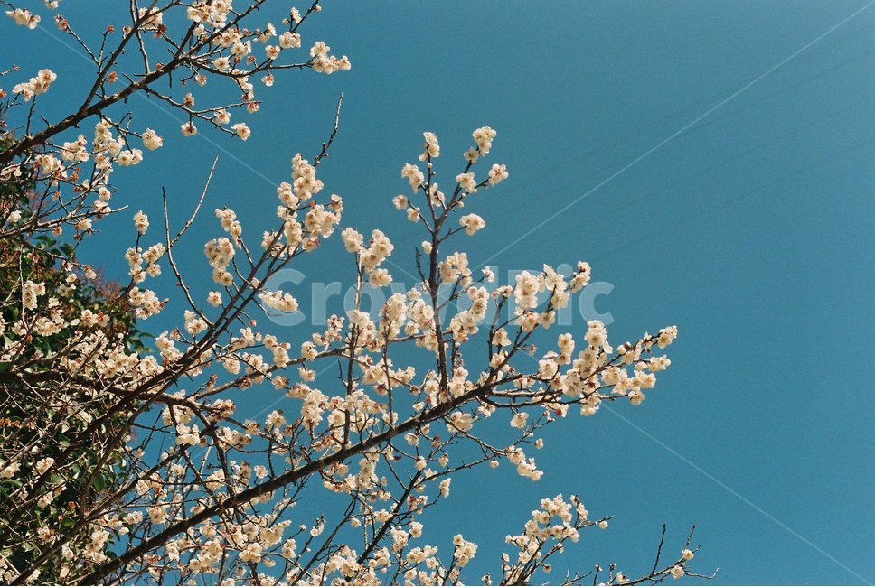 매화나무,매화,매화꽃,하얀꽃,봄꽃,봄풍경,봄,계절,spring,season,자연,풍경,nature,landscape,plant,식물,flower,꽃,blossom