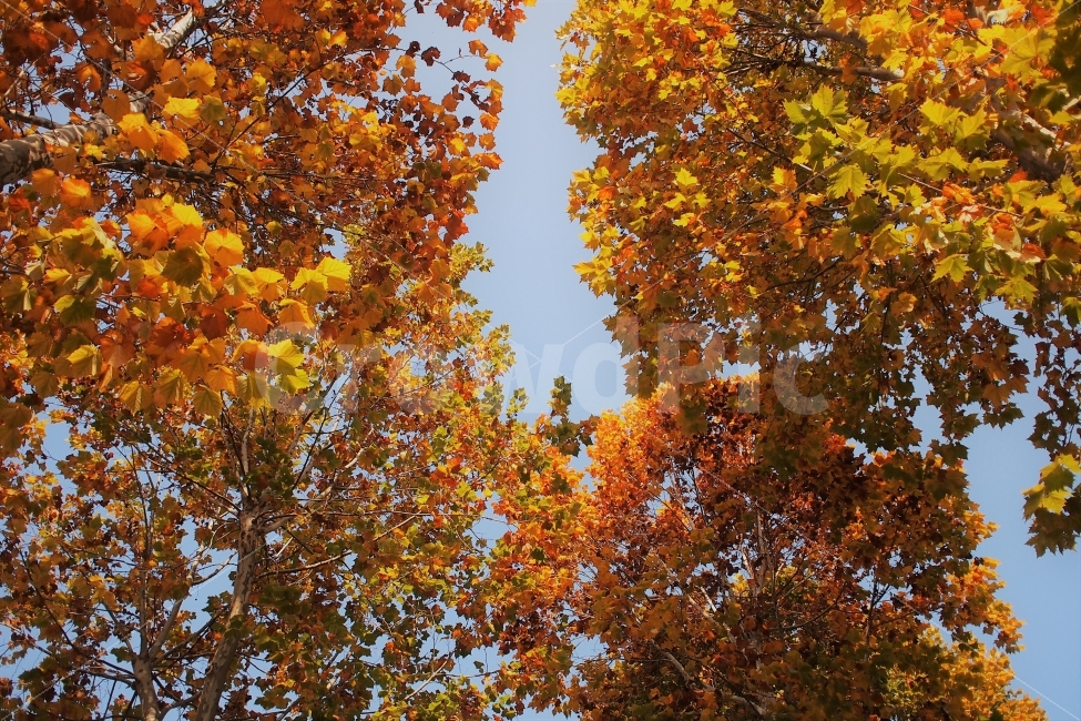 플라타너스,가을,나무,단풍,하늘,식물,잎사귀,감성,가을,계절,fall,autumn,season,식물,자연,plants,nature,나무,trees,wood,plant,leaf,잎,tree,maple