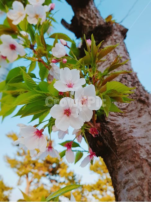 벚꽃,꽃,흰색꽃,흰색,나무,개화,계절,꽃송이,꽃잎,나뭇가지,벚나무,봄,식물,아름다움,왕벚나무,잎,자연,클로즈업,화창한날