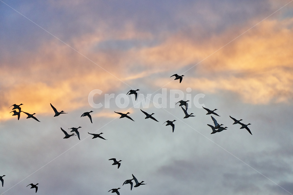 순천만,하늘,철새,흑두루미,조류,동물,animal,조류,새,birds