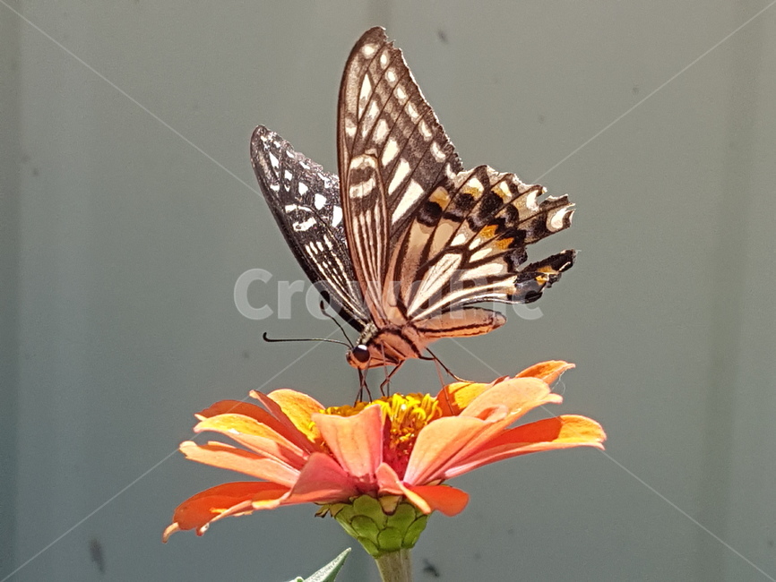 나비,insect,butterfly,animal,plant,꽃,곤충,벌레,insect,bug