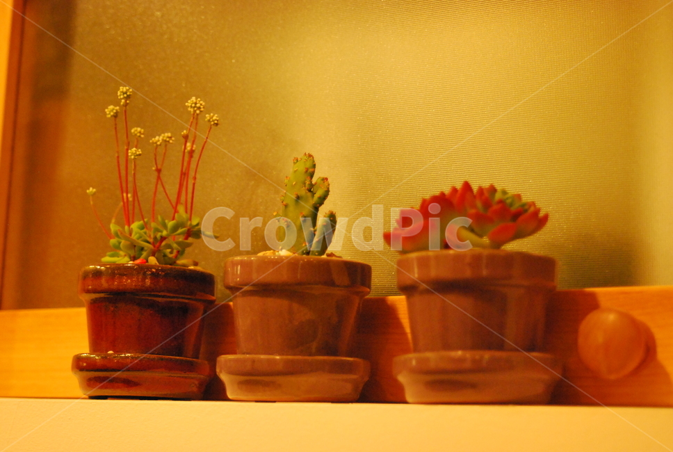 선인장,식물,조명,선인장들,식물종류,실내용화초,화분,화초,house plant