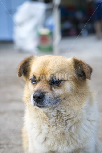 pet,애완동물,animal,동물,개,dog,강아지,puppy,동물,animal,포유류,mammal,개,강아지,dog,doggy