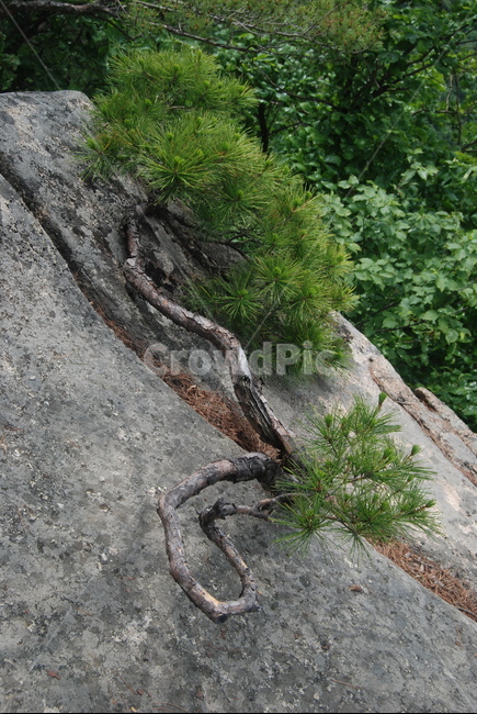 도락산,국립공원,휴양지,한국,자연,식물,자연,plants,nature