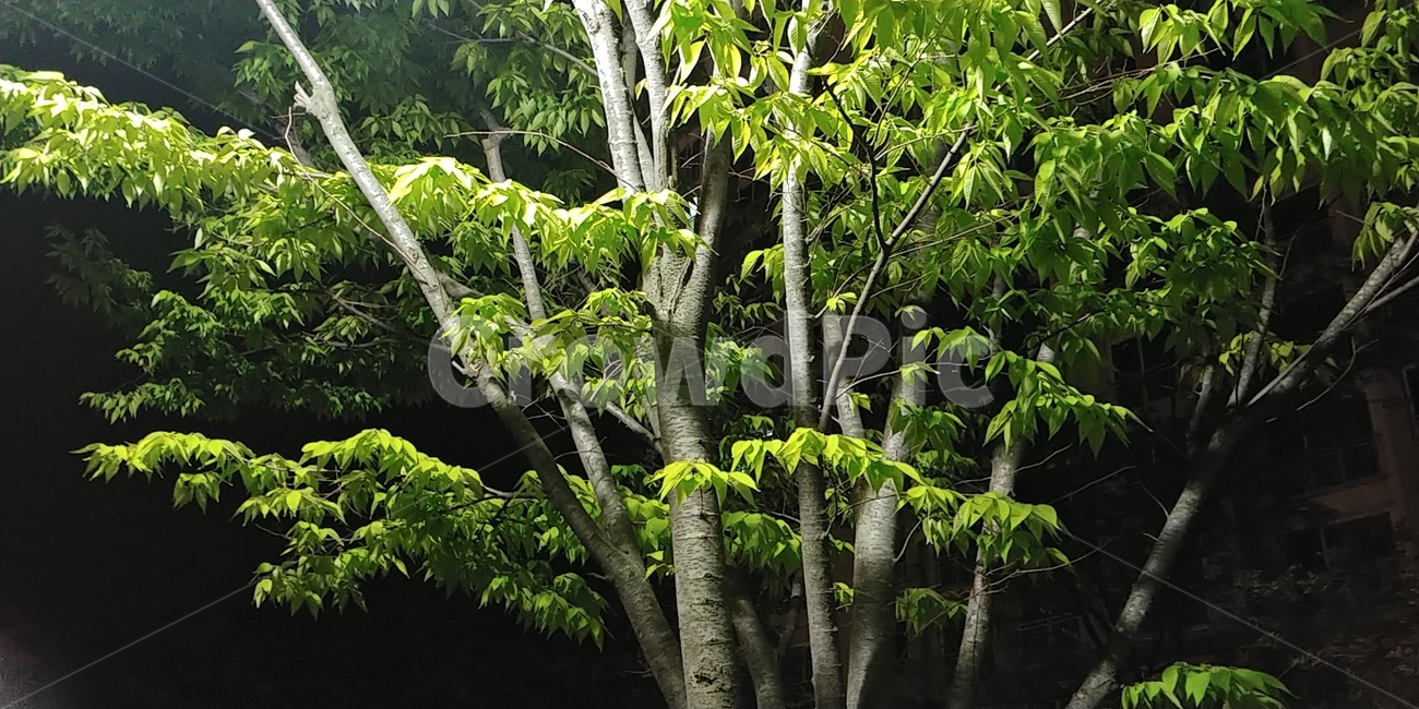 나무,가로등,불빛,tree,어둠,녹색,green