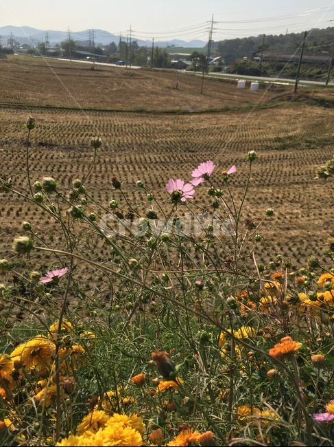 nature,자연,outdoors,옥외,field,들