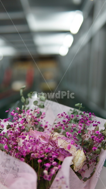 꽃,선물,꽃선물,안개꽃,꽃선물,꽃,flower