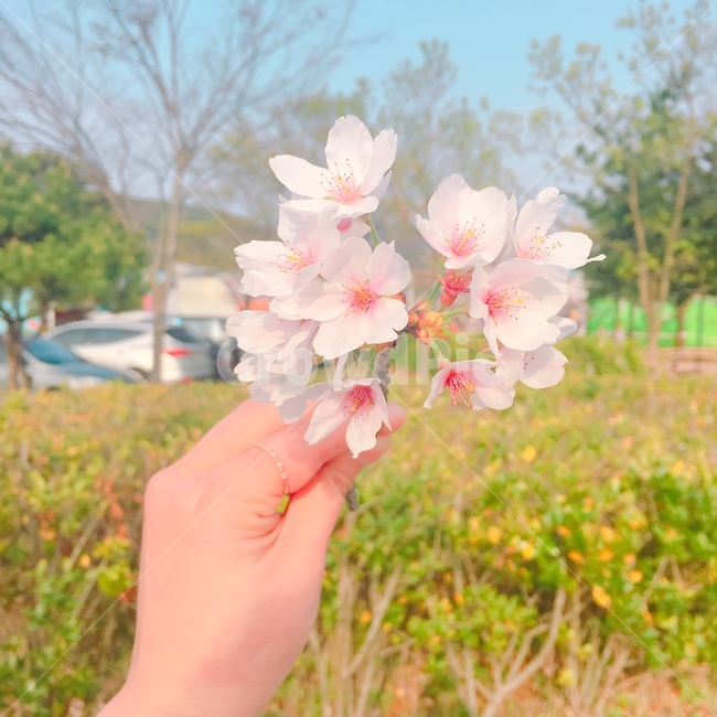 손,꽃을든,벚꽃,감성사진,식물,꽃과손,자연,봄,색감,색깔,연분홍,벚꽃축제,경주,flower,cherryblossoms,spring,nature,color,식물,자연,plants,nature,꽃,flower