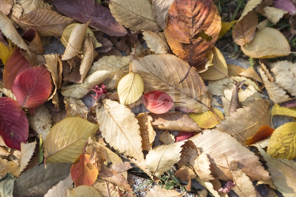 가을,잎,낙엽,하이킹,걷기,단풍잎,거리,주황색,금색,자연,식물,환경,autumn,leaf,tree,goldcolored,land,nature,가을,계절,fall,autumn,season,식물,자연,plants,nature,plant,veins,정맥