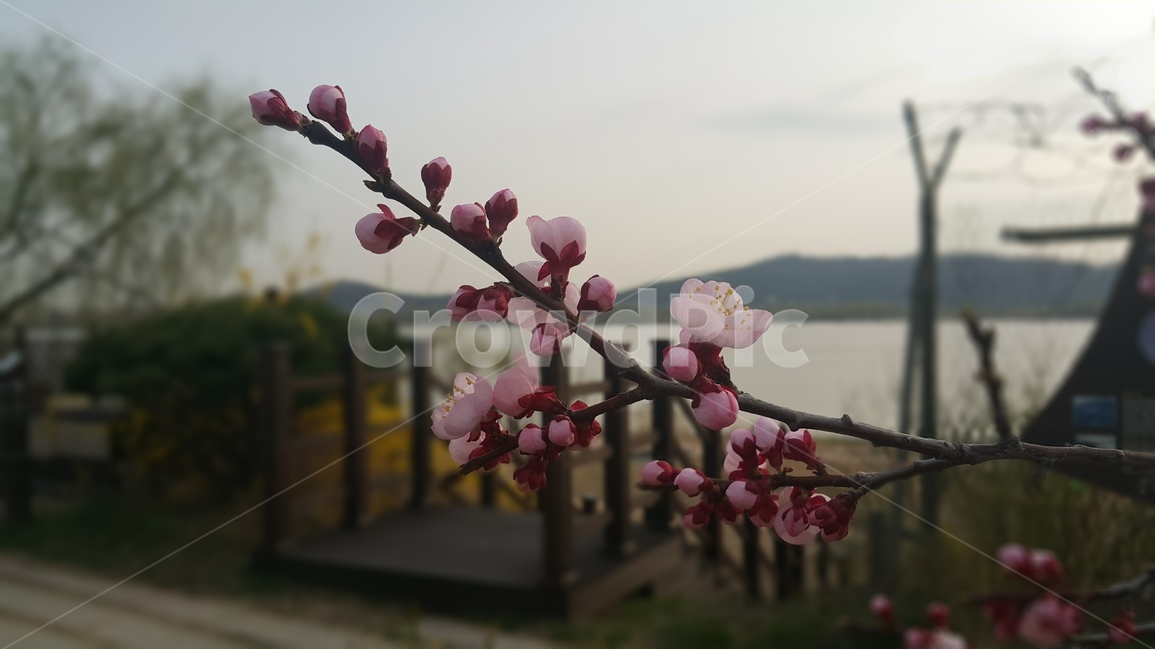 살구꽃,꽃봉오리,나무가지,봄,분홍색,야외,blossom,flower,bud,spring,pink,branch,outdoor,apricotblossoms,꽃피다,beautiful,예쁜꽃,봄,계절,spring,season,식물,자연,plants,nature,꽃,flower,plant