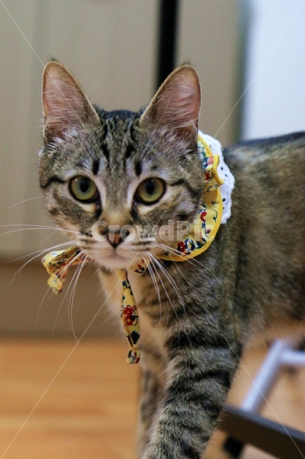 귀여움,야옹,반려동물,cats,mammals,animals,cute,meow,pets,pet,mammal,포유류,abyssinian,아비시니안,cat,고양이,animal,동물,동물,animal,포유류,mammal,고양이,cat,kitten,kitty