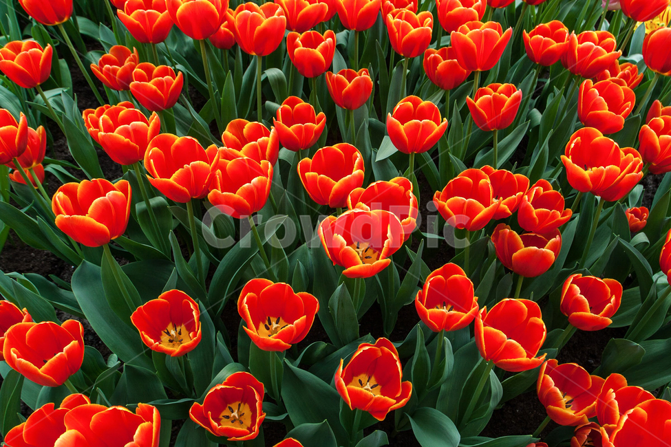 튤립,네덜란드,쾨켄호프,꽃,정원,식물,자연,plants,nature,꽃,flower
