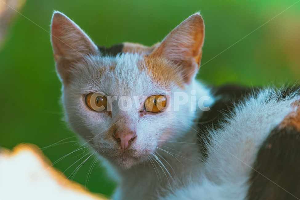 고양이,cat,들고양이,포유류,동물,동물,animal,포유류,mammal,고양이,cat,kitten,kitty