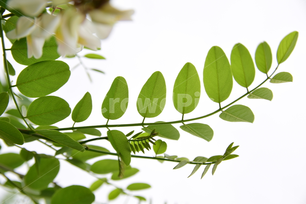 잎,나뭇잎,아카시아,나무,배경,하늘,식물,자연,감성,힐링,plants,nature,feeling,healing,초록,녹색,green,식물,자연,plants,nature