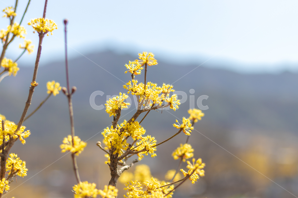 식물,plant,산수유,꽃,봄꽃,봄,계절,spring,season,식물,자연,plants,nature,꽃,flower