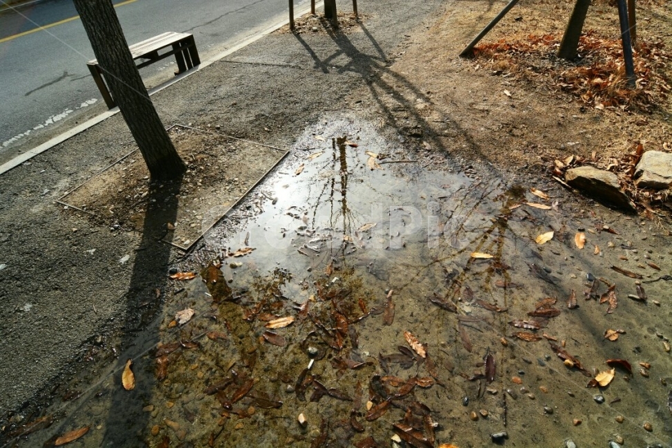 스냅,스냅샷,스냅사진,비,비오는날,주륵주륵,우울,낙옆,가을,가을비,감성,식물,자연,plants,nature,rain,rainy,계절,fall,autumn,season,감성비,감정,물기,느낌,축축,산책길,아련함,조용함,고요함,길,길거리,가을,계절,fall,autumn,season