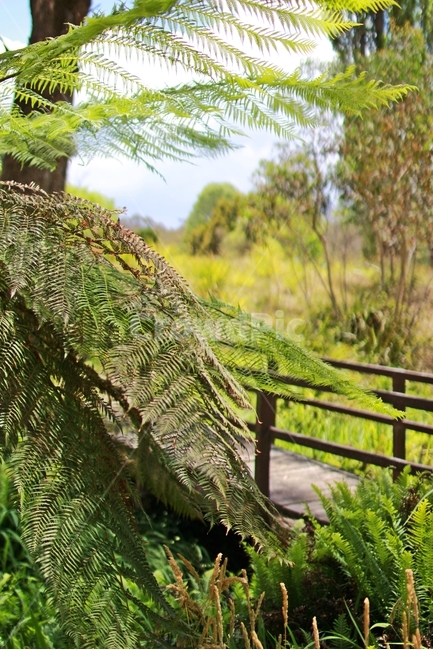자연,공원,식물,nature,grass,식물,자연,plants,nature,나무,trees,wood