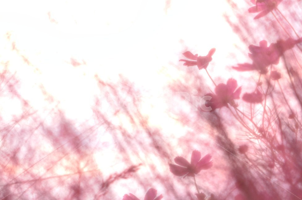 가을,코스모스,핑크뮬리,억새풀,감성,leaf,잎,plant,식물