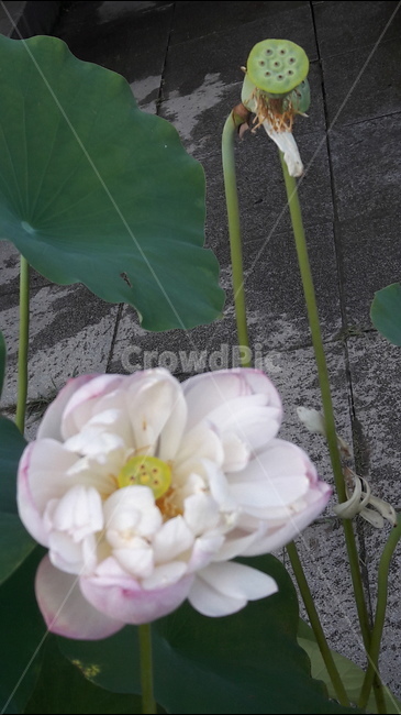 연꽃,연잎,백연,여름,식물,식물,자연,plants,nature,꽃,flower