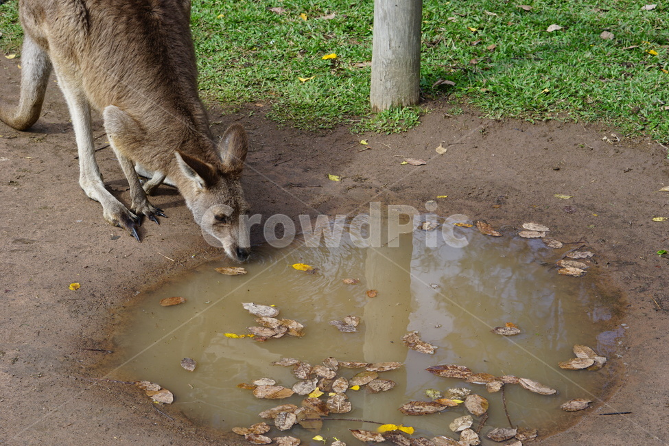 mammal,캥거루,kangaroo,왈라비,wallaby,동물,animal,포유류,동물,animal,포유류,mammal