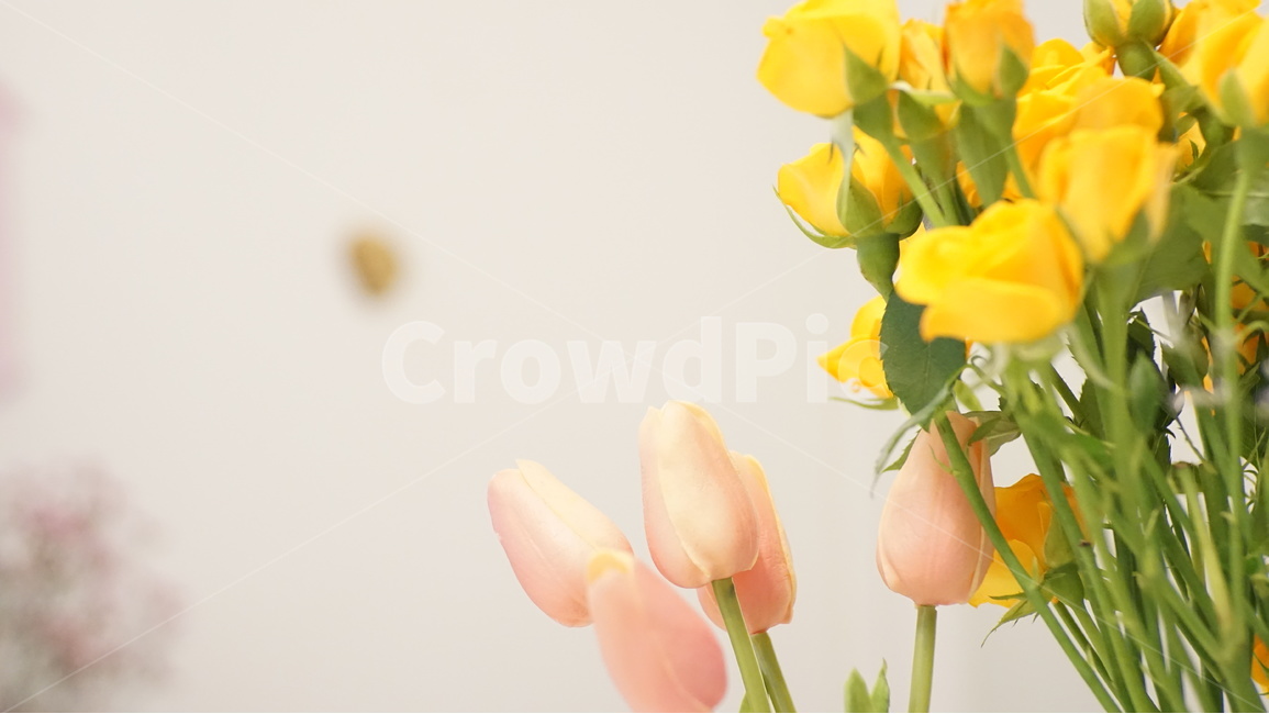 꽃,식물,장미,튤립,카페,실내,자연,따뜻함,식물,자연,plants,nature,꽃,flower,실내용화초,화분,화초,house plant,인테리어,실내디자인,interior design