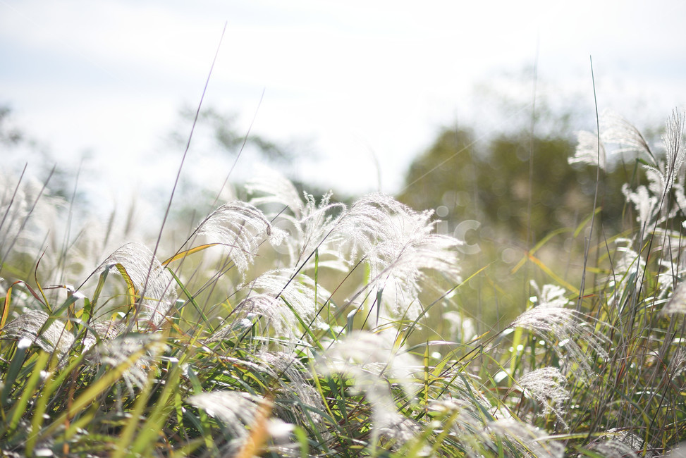 억새,식물,자연,풍경,갈대,가을,계절,fall,autumn,season,식물,자연,plants,nature,grass,잔디,plant