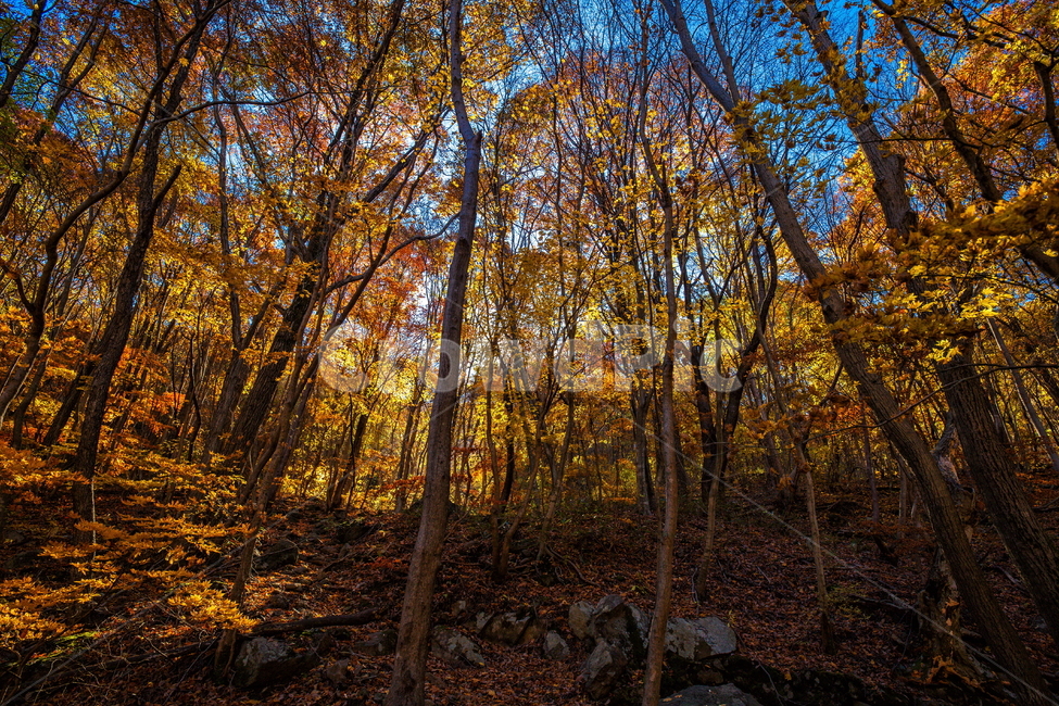 단풍,가을,autumn,fall,계절,가을,계절,fall,autumn,season,자연,풍경,nature,landscape,tree,나무,plant,식물,ground,바닥