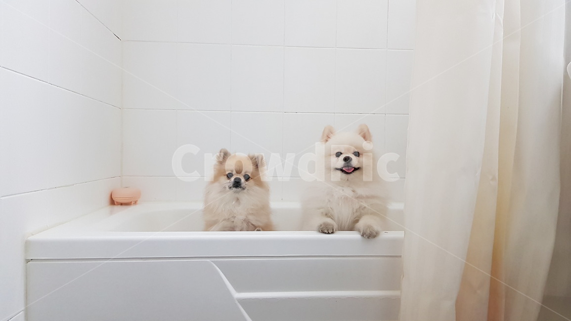 포메라니안,강아지,개,반려동물,애완동물,샤워,목욕,화장실,욕조,동물
