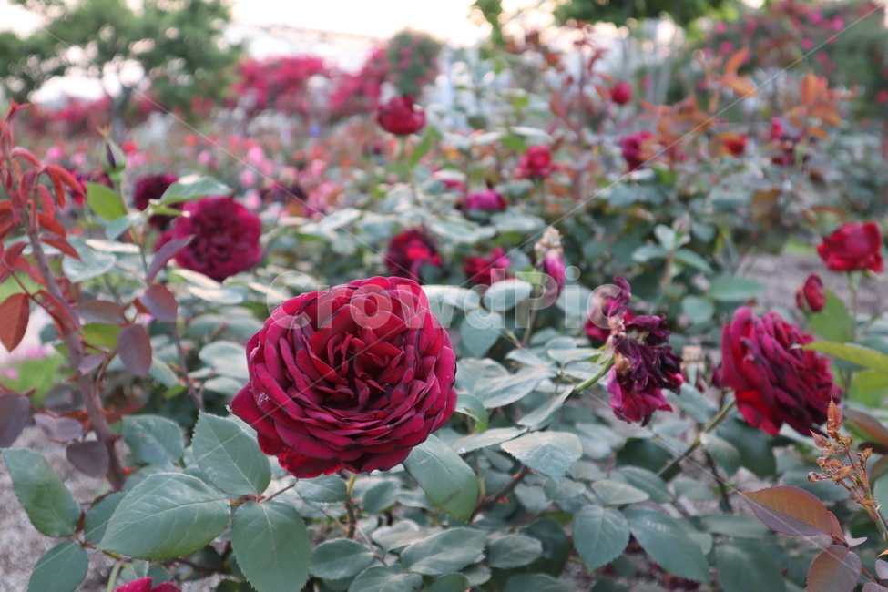 장미,rose,flower,plant,식물,꽃,red,redflower,redrose,roses,burgundy,버건디,darkred,blossom,4월,5월,봄