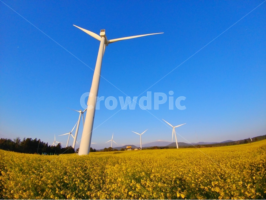 봄,유채꽃,풍경,감성,파란,하늘,자연,봄,계절,spring,season,자연,풍경,nature,landscape,산업,industry,industrial,에너지산업,energy industry,engine,엔진,motor,모터,machine,기계