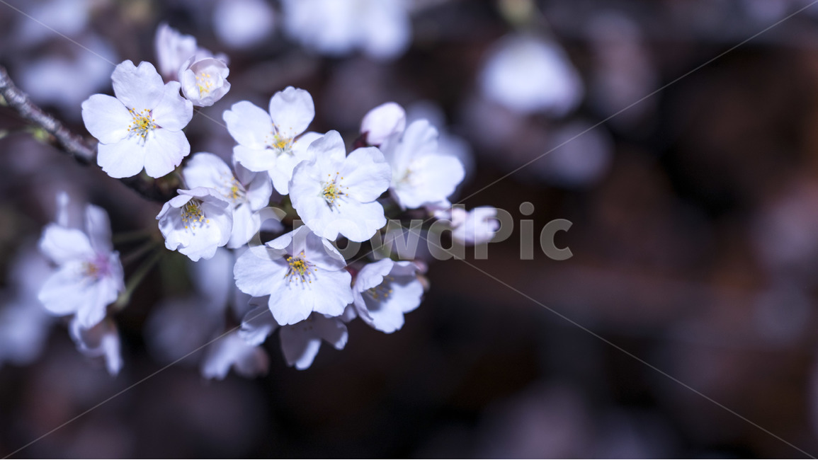 꽃,봄,벚꽃,풍경,야경,봄,계절,spring,season,식물,자연,plants,nature,꽃,flower,감성,sensible,feeling,plant,geranium,제라늄,blossom