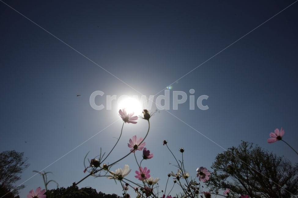 코스모스,꽃,자연,가을,풍경,하늘,가을,계절,fall,autumn,season,식물,자연,plants,nature,꽃,flower,light,빛,flare,플레어