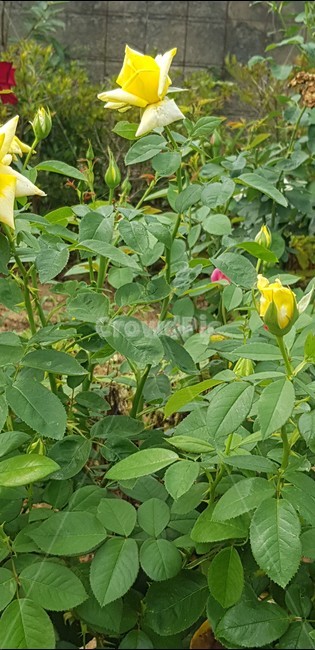 장미꽃,노란장미,로즈,자연,식물,rose,flower