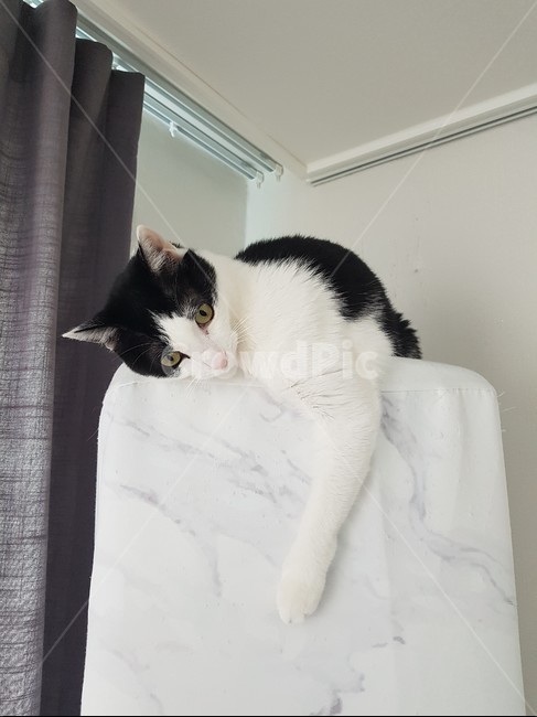 고양이,코리안숏헤어,바둑이,에어컨,쉬는양이