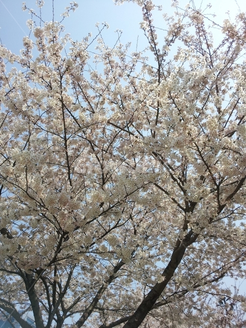 벚꽃,봄,꽃,자연,나무,cherryblossoms,Blossoms,Tree,Spring,Flower,개화,봄,계절,spring,season,식물,자연,plants,nature,나무,trees,wood,plant,blossom,flower