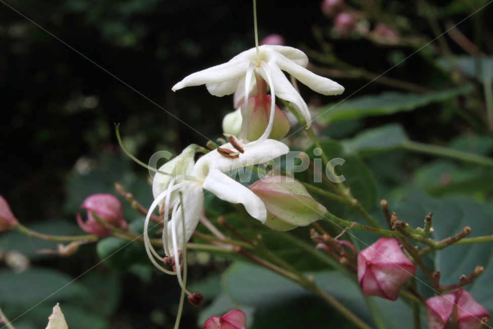 누리장나무,꽃,누리장나무꽃,harlequinglorybower,포화동,식물,자연,plants,nature,꽃,flower