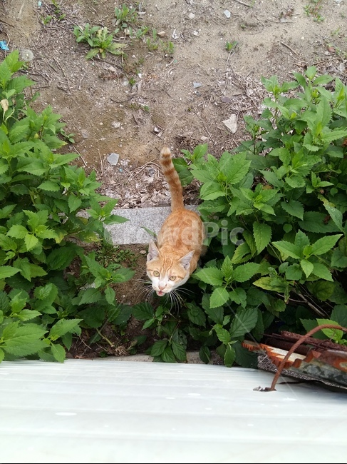 길고양이,고양이,노랑고양이,귀여움,풀,마당
